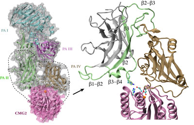 Crystal Structure of PA-CMG2